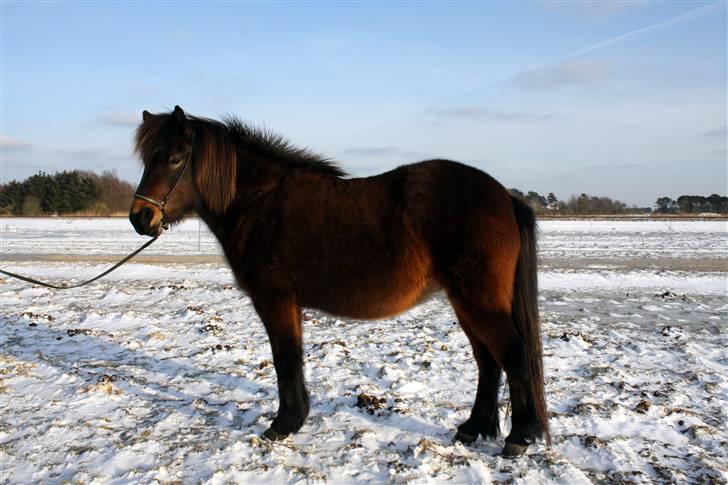 Islænder Björk fra Juelsgård billede 8