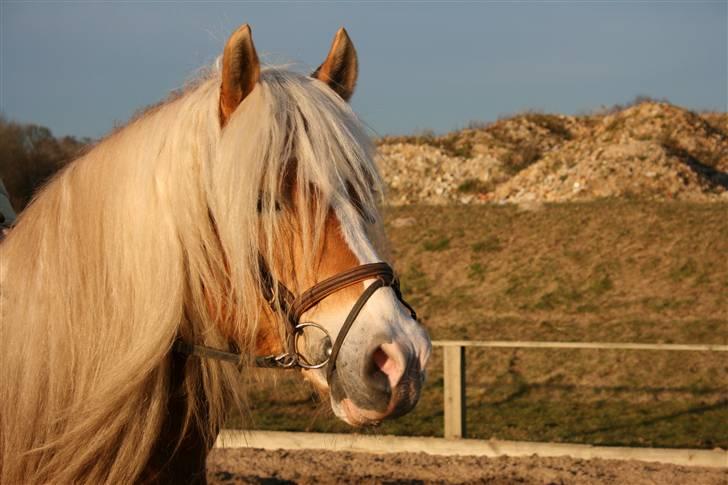 Haflinger Hingst : Alfonso  HAH 23  billede 4