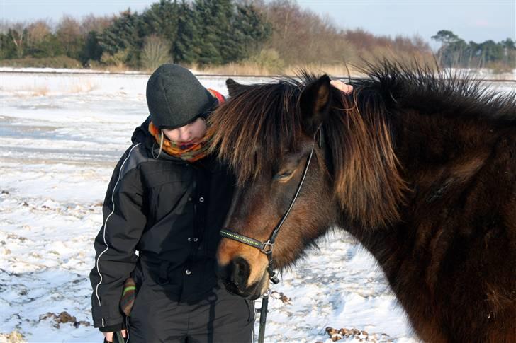 Islænder Björk fra Juelsgård billede 9