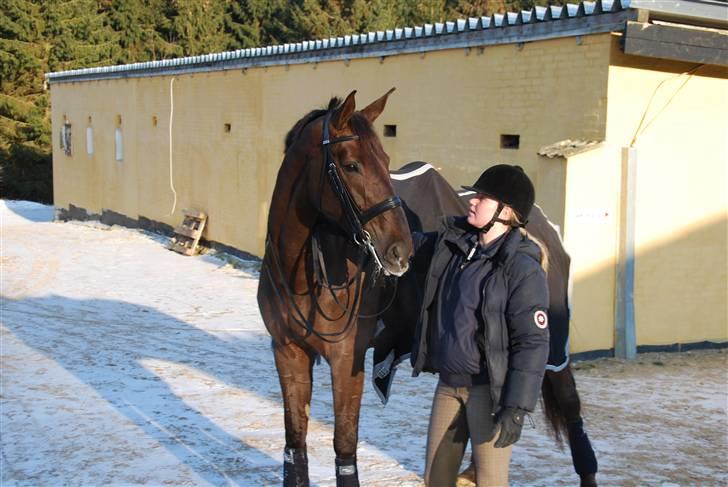 Dansk Varmblod Solejs Lucinda billede 5