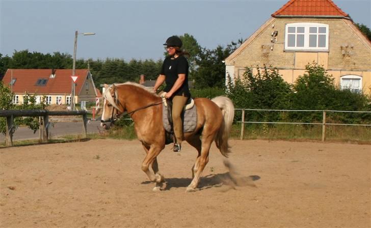 Haflinger Hingst : Alfonso  HAH 23  - træning hjemme billede 5