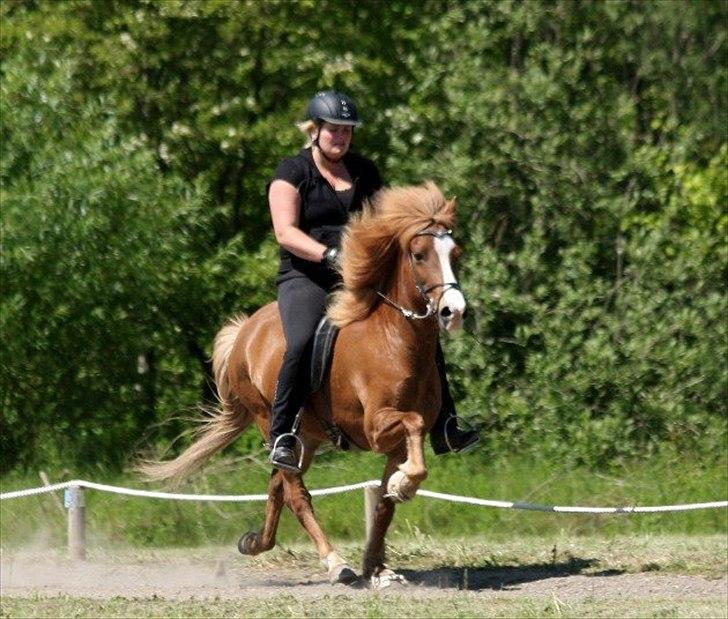 Islænder Blesa frá Kýrholti billede 14