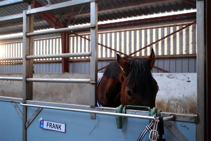 Dansk Varmblod Facit - 30. januar efter undervisning. Tjek lige hans navneskilt. billede 13