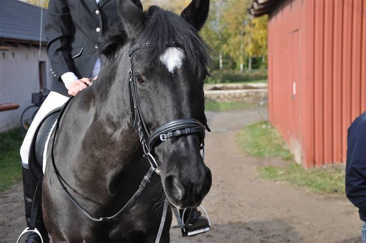Anden særlig race yasmin, min passer hest. - Yasmin og jeg til stævne på vemmelv rideklub (: billede 1