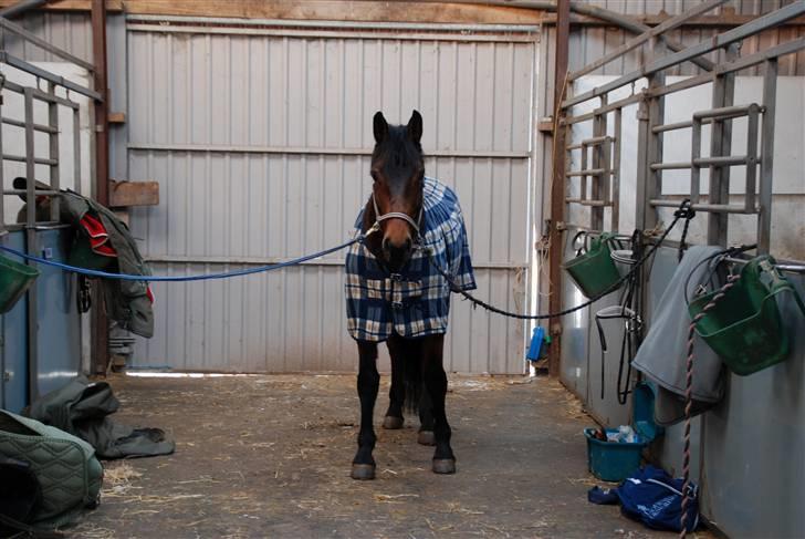 Dansk Varmblod Facit - 30. januar efter undervisning. billede 14