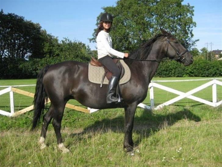 Anden særlig race musse billede 13