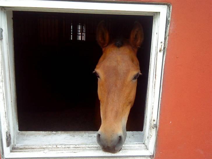 New Forest Krumme - velkommen til min profil<3 billede 1