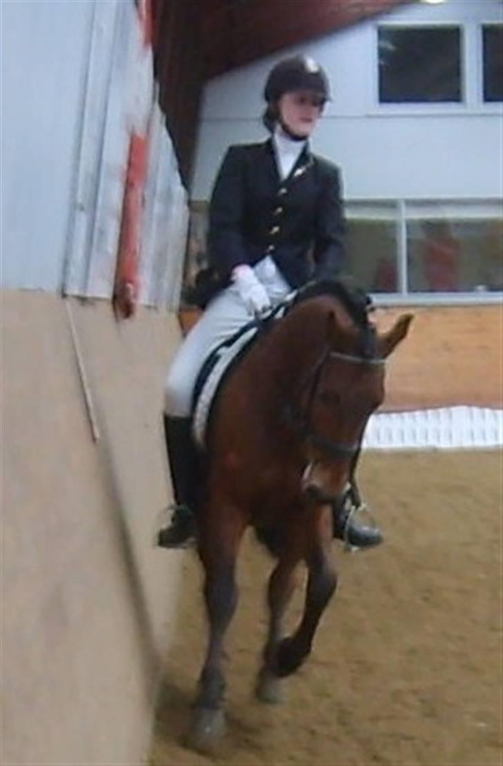 New Forest Krumme - Krumme og Søster til stævne billede 5