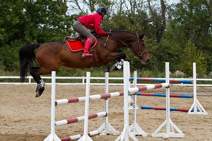 Dansk Varmblod Konstantins Qute Pie - springtræning d. 3/10-10 :´) hun var ret sej den dag!! foto: ctfoto billede 5