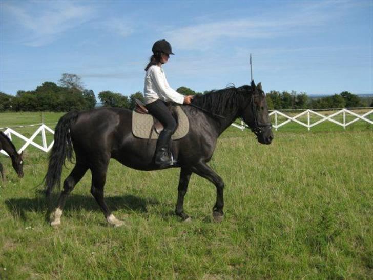 Anden særlig race musse billede 14