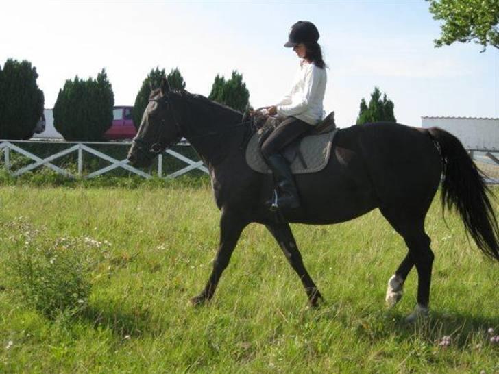 Anden særlig race musse billede 15