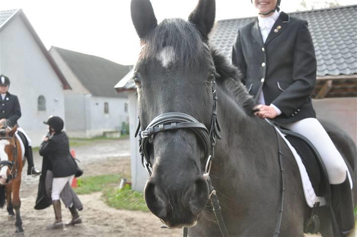 Anden særlig race yasmin, min passer hest. - Yasmin og jeg til stævne på vemmelv rideklub (: billede 6