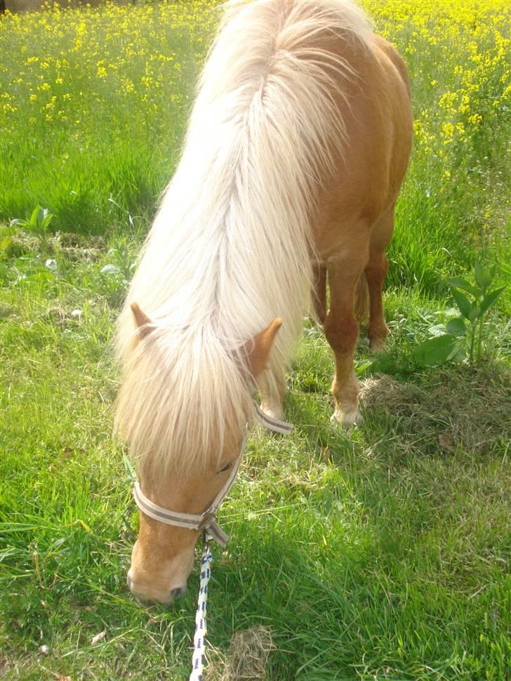 Islænder Freydi - Det er så den smukke Freydi..:´) billede 1