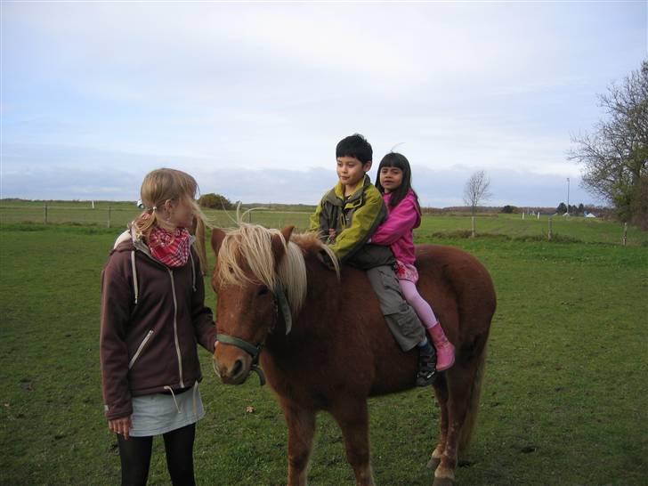Islænder Freydi - Mig der trække nogen af min forælders venners børn.. billede 3