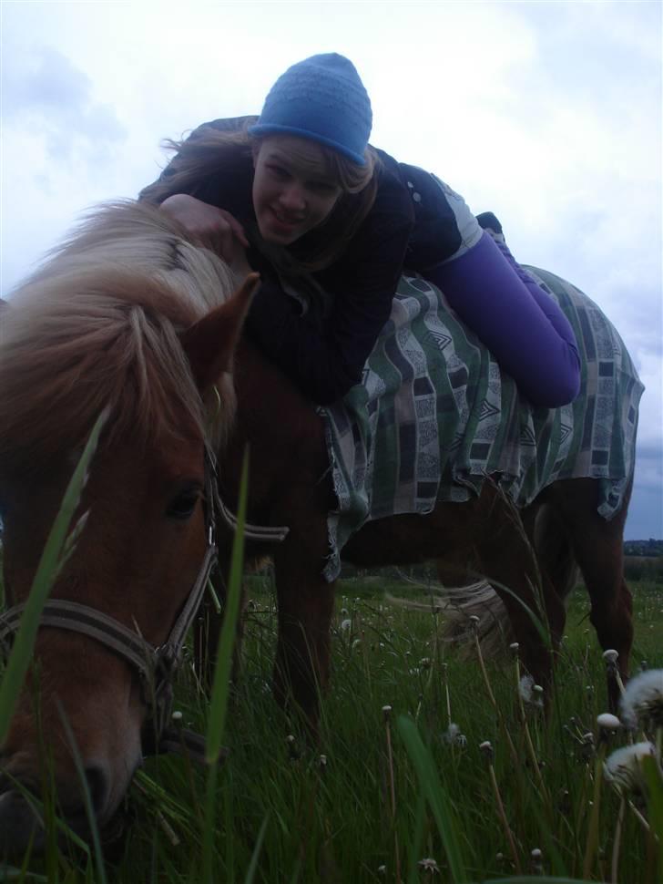 Islænder Freydi - Hygge på folden. billede 4