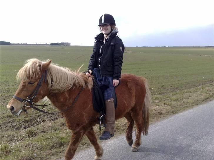 Islænder Freydi - Mea der rider på Freydi billede 5