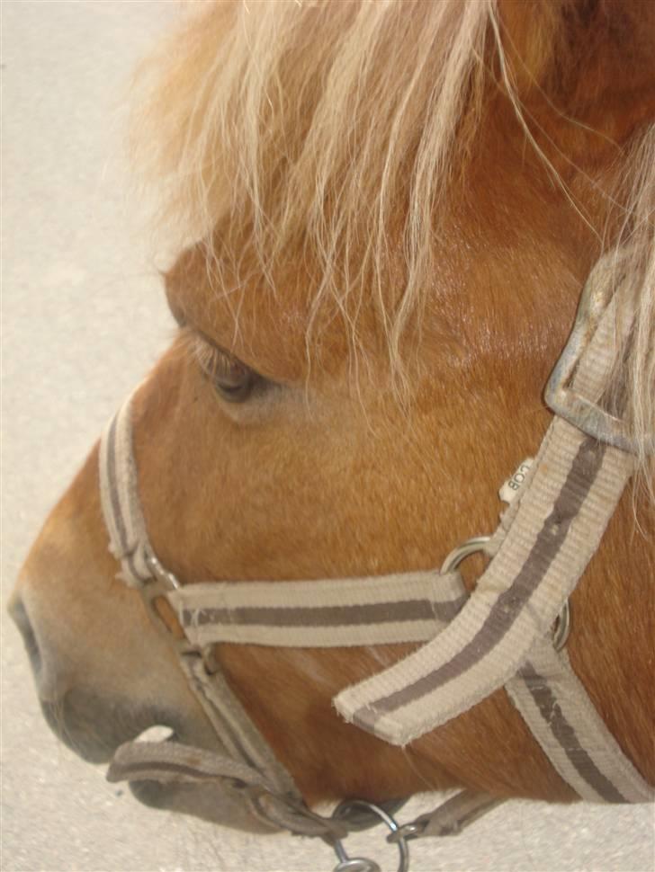 Islænder Freydi billede 6