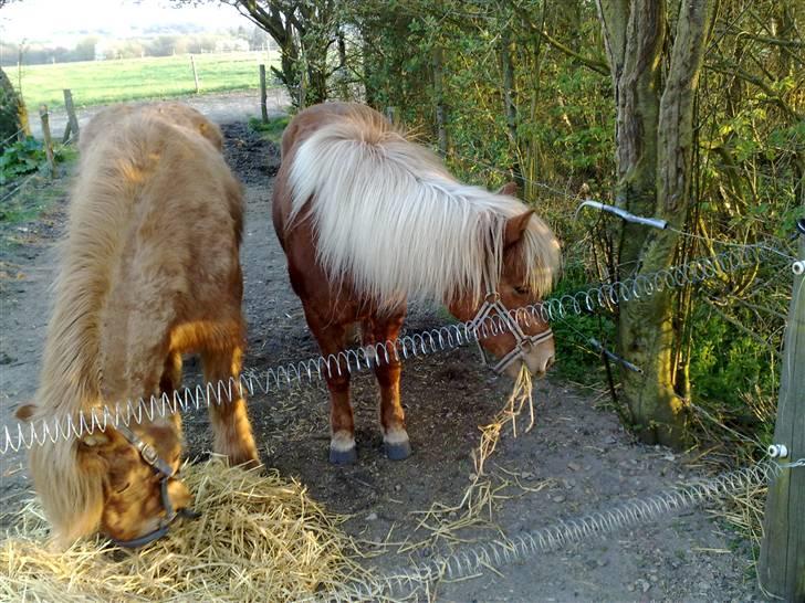 Islænder Freydi - Hygge på fold har lige fået halm.. billede 7