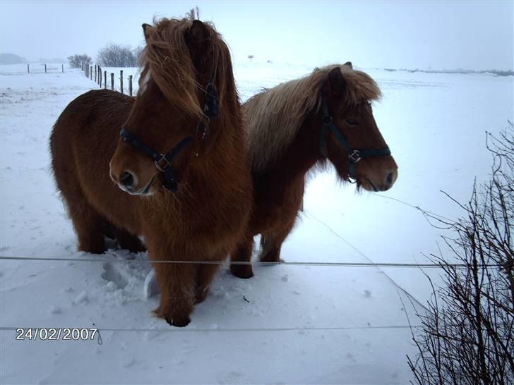 Islænder Freydi - Sne og meget pels. billede 8