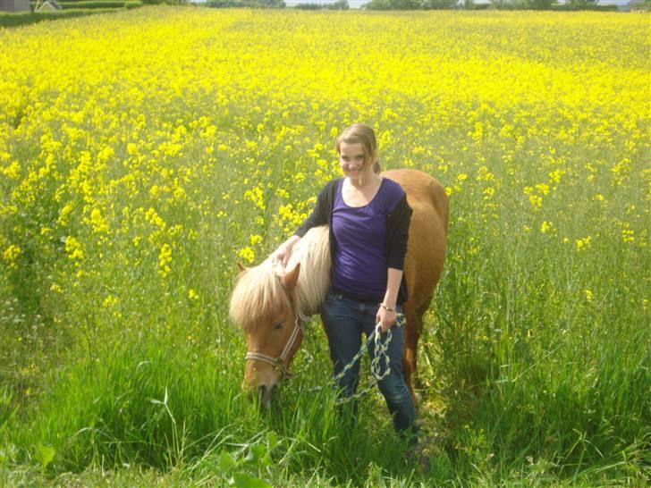 Islænder Freydi - Mea og Freydi i rapsmark billede 9