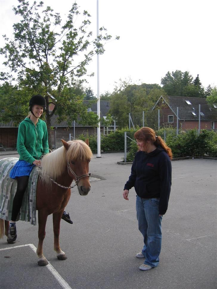 Islænder Freydi - Når man er for doven til at gå.. (Korsholmskole) billede 10