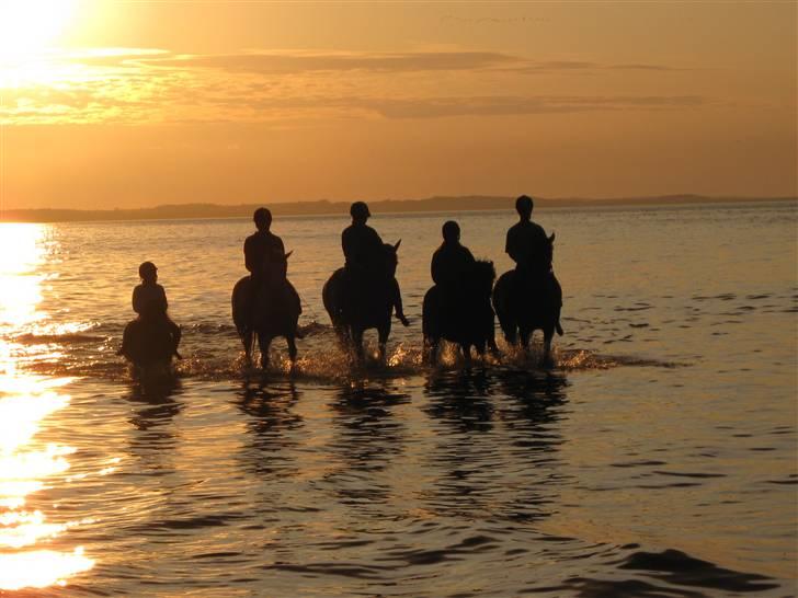 Hollandsk Sportspony Kesso - SOLGT - ved stranden. billede 7