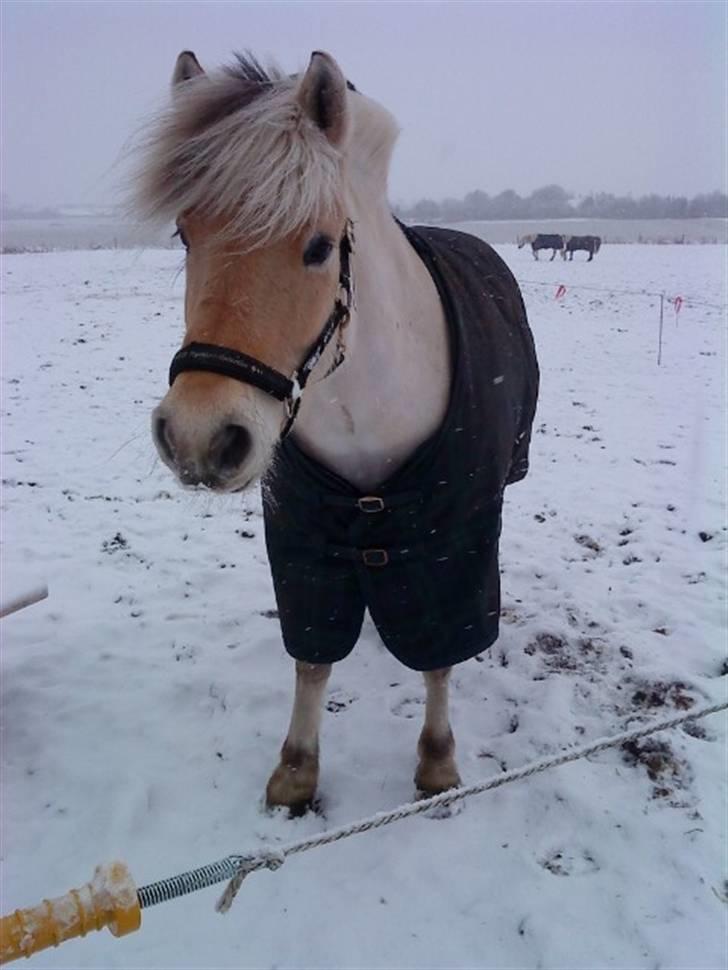Fjordhest Christianshøj Idun billede 1