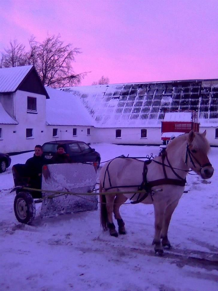 Fjordhest Christianshøj Idun billede 2