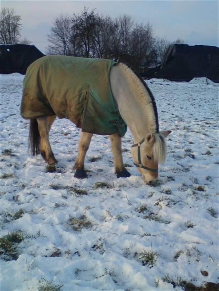 Fjordhest Christianshøj Idun billede 3