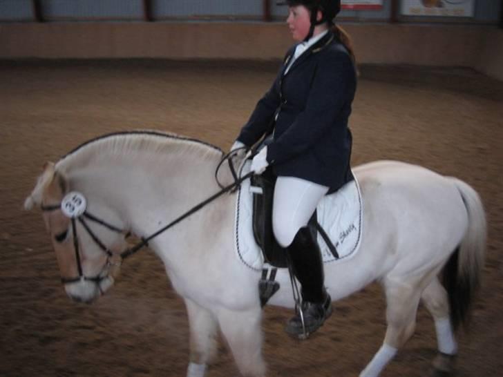 Fjordhest Christianshøj Idun billede 4