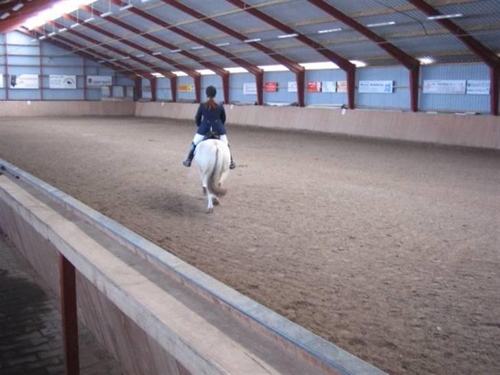 Fjordhest Christianshøj Idun billede 5