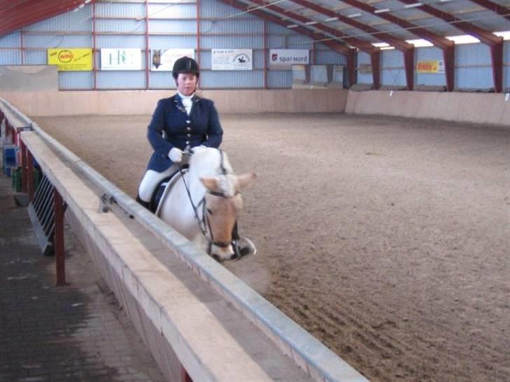 Fjordhest Christianshøj Idun billede 6