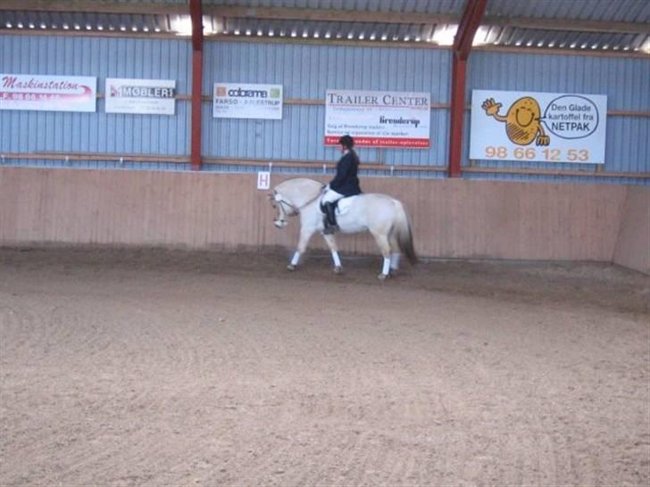 Fjordhest Christianshøj Idun billede 7