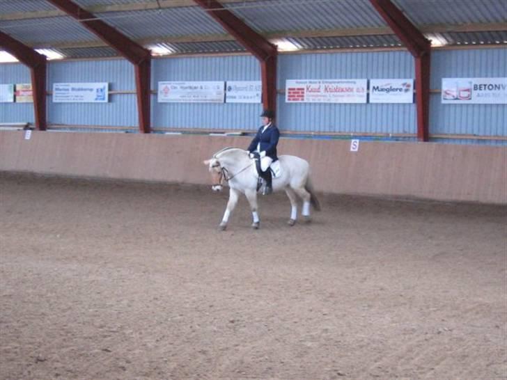 Fjordhest Christianshøj Idun billede 8