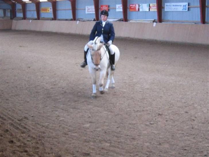 Fjordhest Christianshøj Idun billede 9