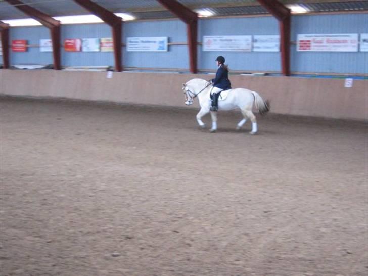 Fjordhest Christianshøj Idun billede 10