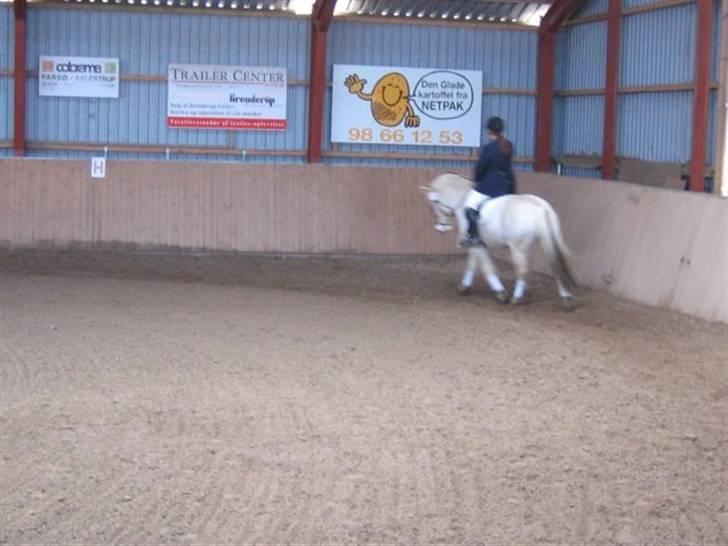 Fjordhest Christianshøj Idun billede 11