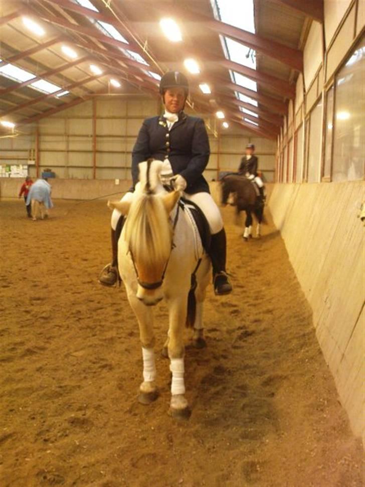 Fjordhest Christianshøj Idun billede 12