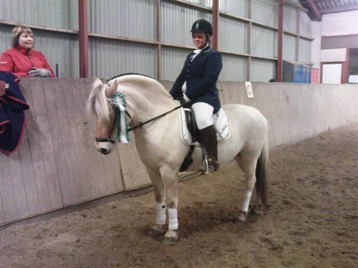 Fjordhest Christianshøj Idun billede 13