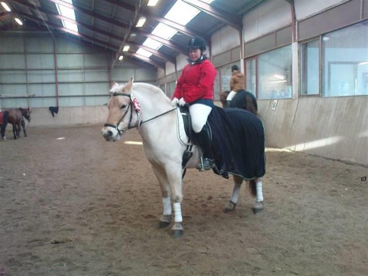 Fjordhest Christianshøj Idun billede 14