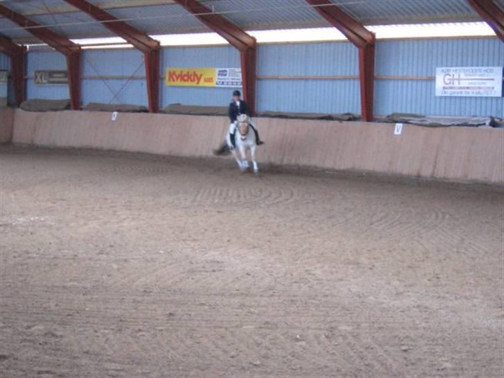 Fjordhest Christianshøj Idun billede 15