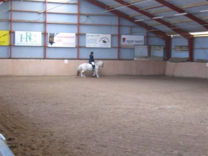 Fjordhest Christianshøj Idun billede 16