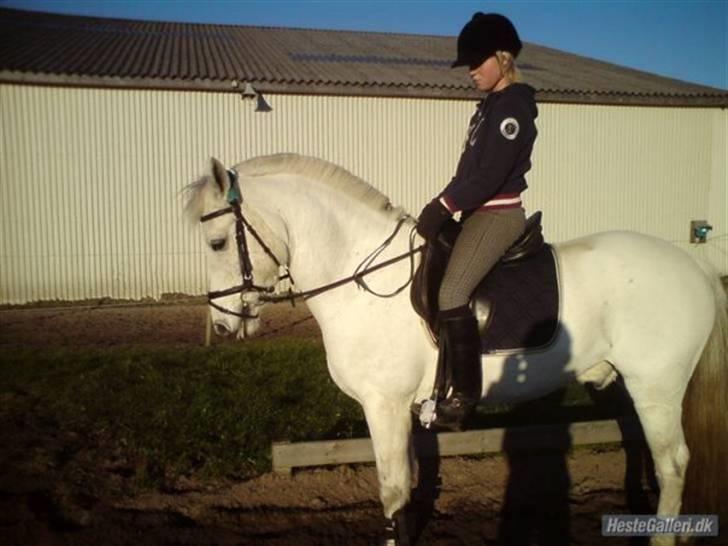 Connemara Breezer  R. I. P  - Miin Breezer skat <33 billede 17