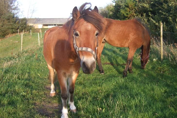 Anden særlig race Balder<3 Solgt 18/3.10:'( - Her står jeg sammen med min ven Casper:D billede 16