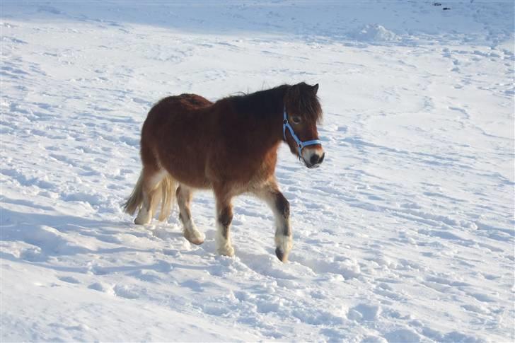 Anden særlig race Balder<3 Solgt 18/3.10:'( - Her er mig og Tøsen lige nået ned i det andet hjørne:D billede 18