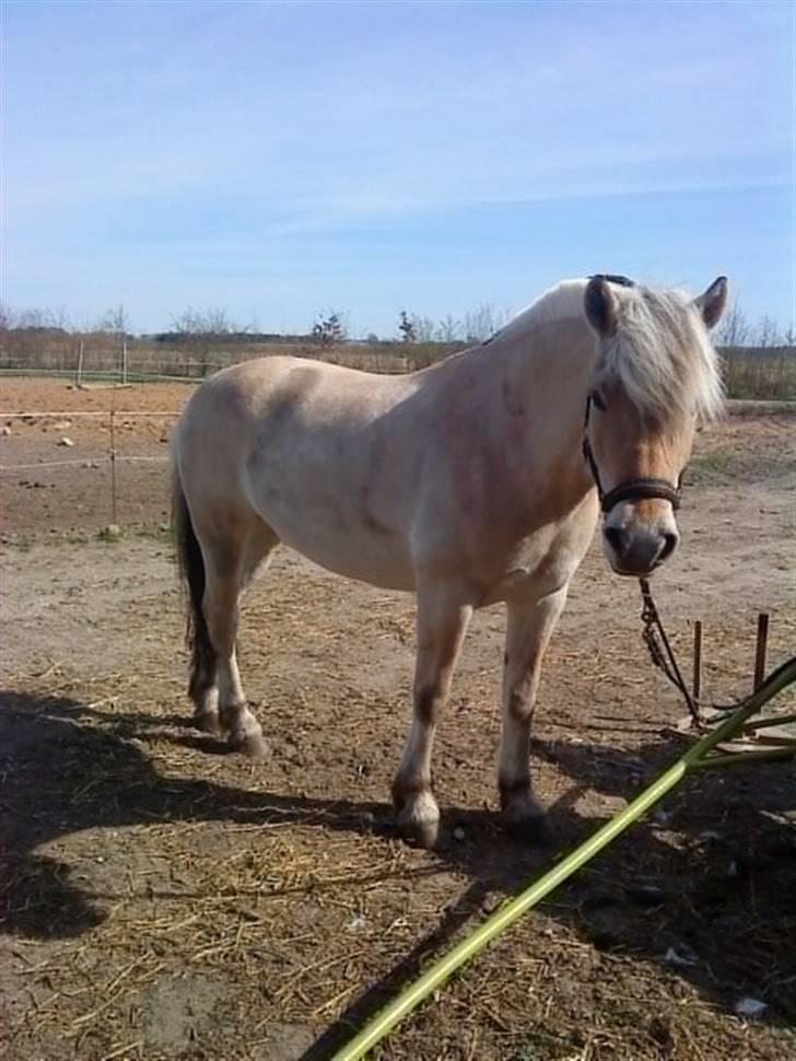 Fjordhest Christianshøj Idun billede 17