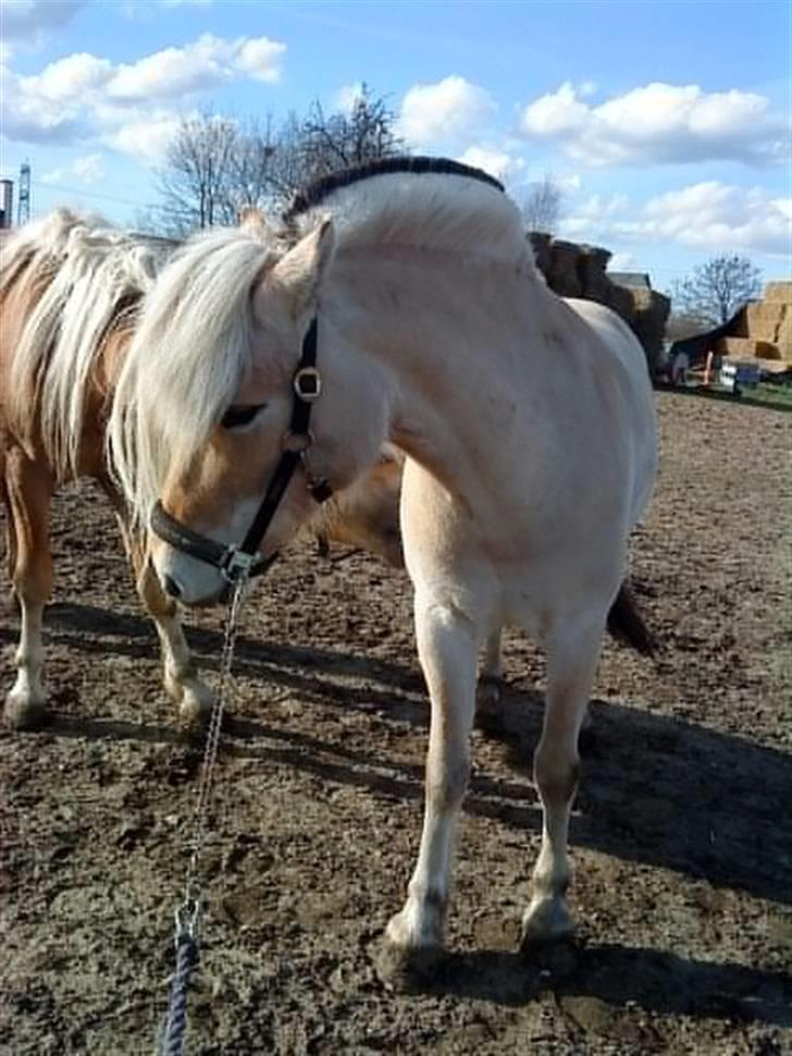 Fjordhest Christianshøj Idun billede 18