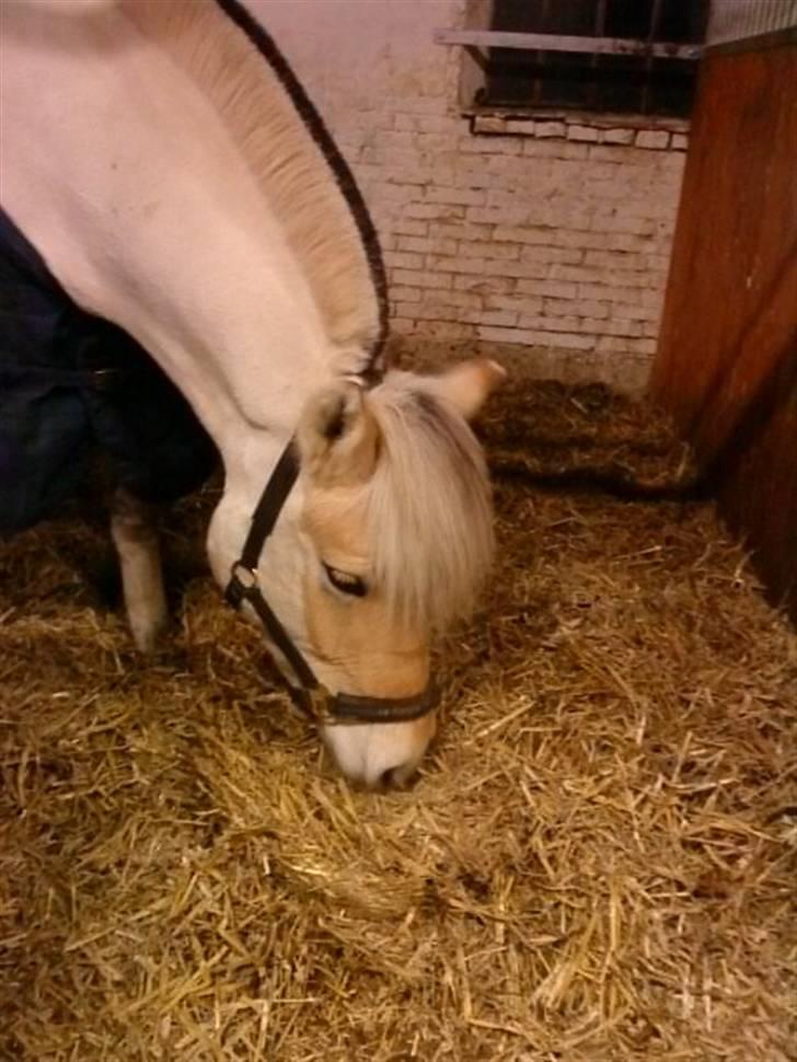 Fjordhest Christianshøj Idun billede 19