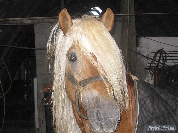 Haflinger Amadeos AVLHINGST billede 13