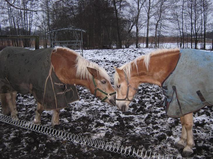 Haflinger Herkules kaldes Laffe himmel hest for altid savnet - Laffe og Rumle bedste venner forever man kan ikke skilde dem fra hinanden :´D de er så nuttet de to drenge xD<3  billede 9